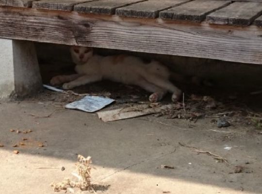 野良猫